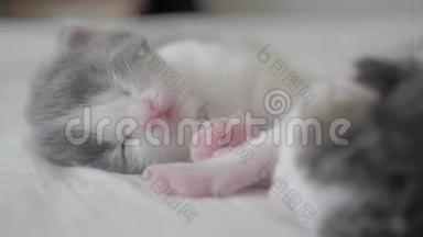 搞笑视频两只宠物可爱新生小猫睡觉团队合作生活方式在床上.. 宠物概念宠物概念。 小猫